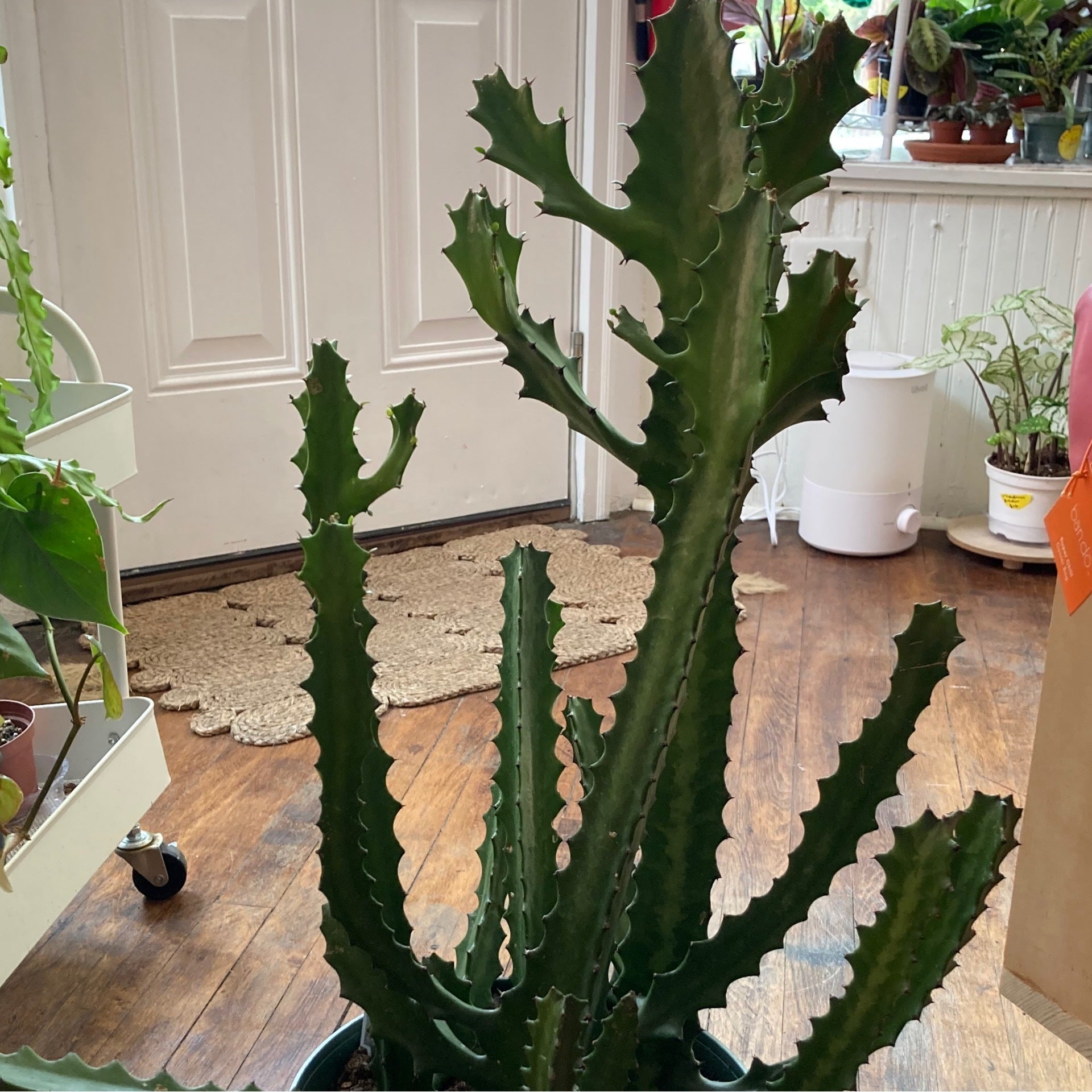 euphorbia-green-trigonia-plant-10-workshop-pgh